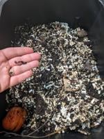 Garbage thoughts: Vermicomposting and other trashy ideas