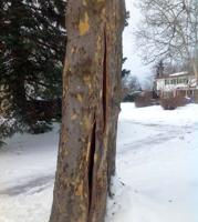 How trees handle the winter